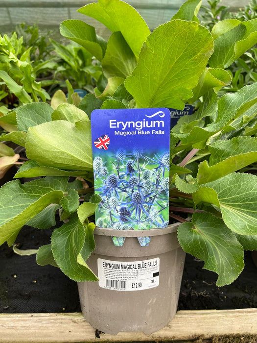 ERYNGIUM MAGICAL BLUE FALLS
