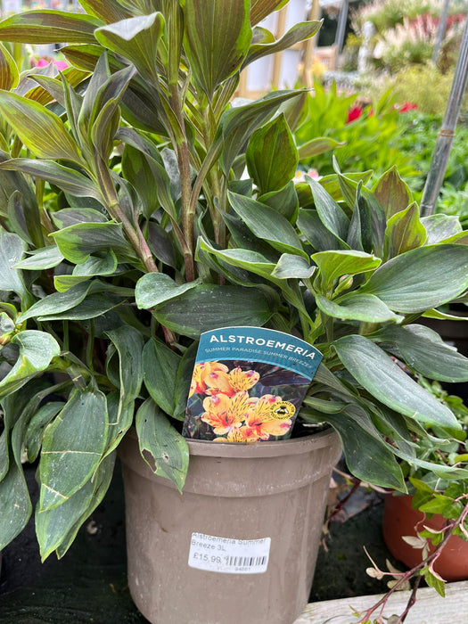 Alstroemeria Summer Breeze 3L