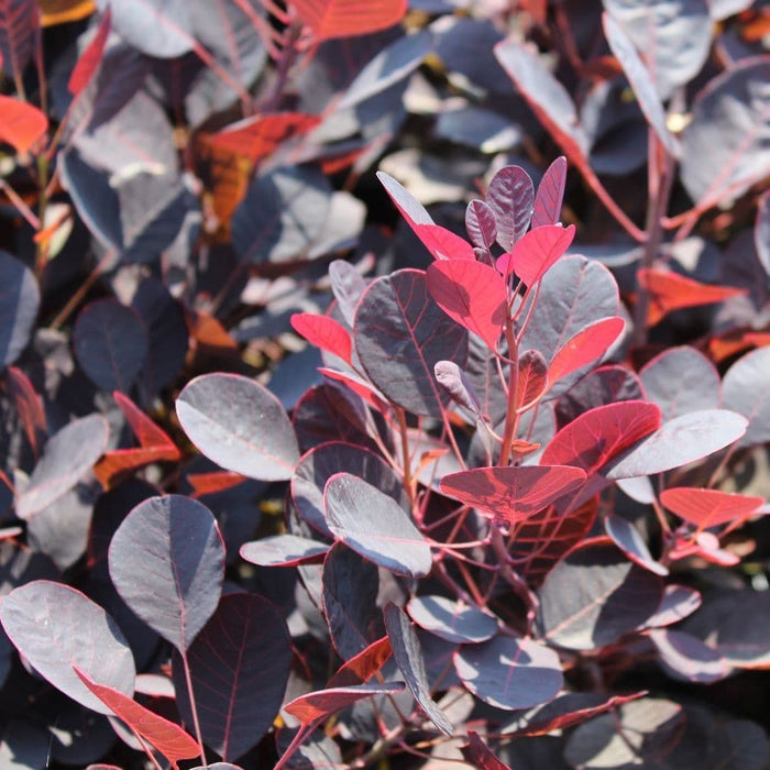 Cotinus Lilla 3L