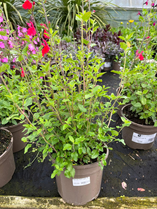 Salvia Hot Lips 3L