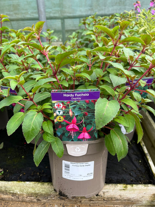 Fuchsia Hardy Display