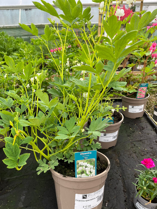 Dicentra spectabilis alba