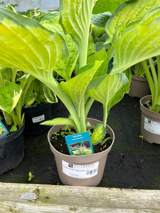 Hosta Gold Standard 3L