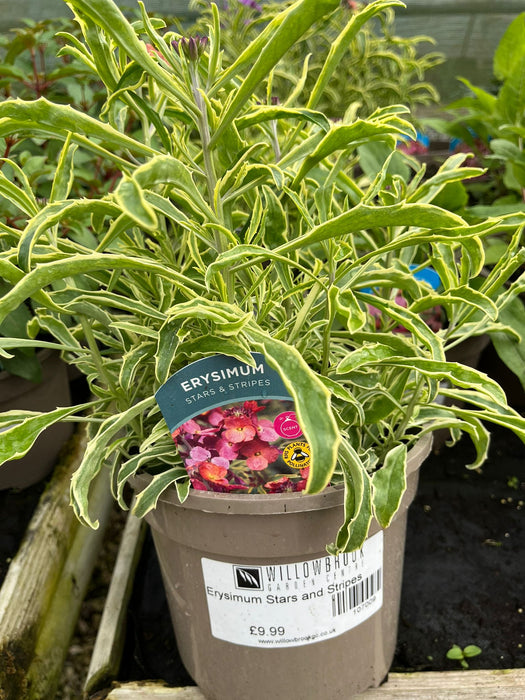 Erysimum Stars and Stripes