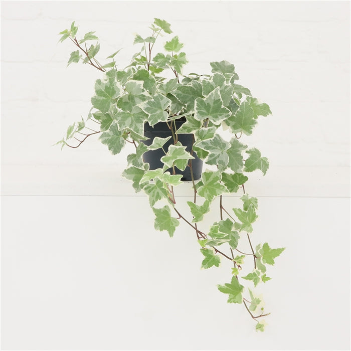 Ivy variegated (13cm)