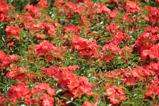 Rose Carpet 'Sunset'