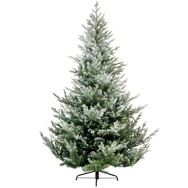 Snowy Norway Spruce 240